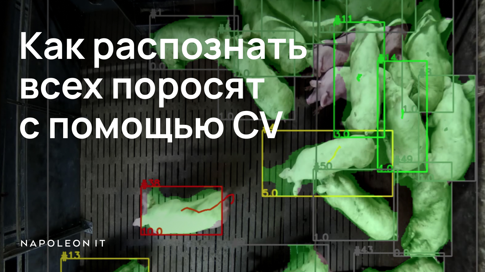 Детекция активности свиней с помощью CV