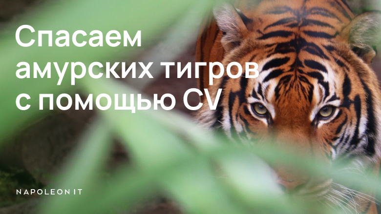 Спасение и распознавание амурских тигров с помощью CV